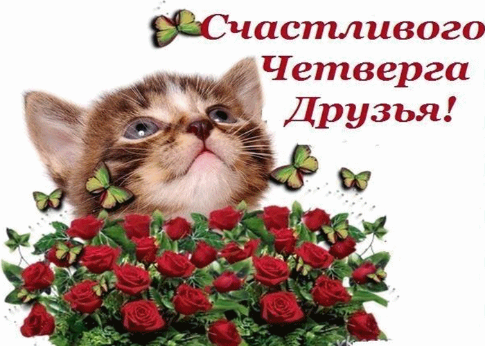 Открытка Удачного четверга - Открытка с котенком и розами: милая поздравительная картинка | Красивая открытка #12
