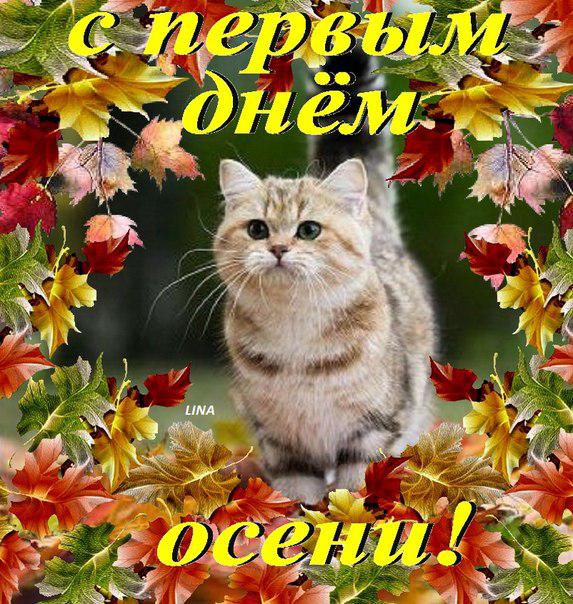 Открытка Открытки с первым днем осени - Милый котенок на фоне осенней листвы | Красивая открытка #70
