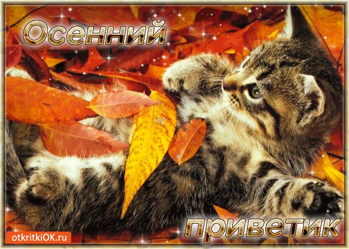 Открытка Осенний приветик - Открытка с котенком и осенними листьями | Красивая открытка #91