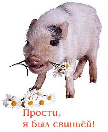 Открытка открытки с извинениями  - Милый поросенок с ромашками: Открытка с сюрпризом | Красивая открытка #1