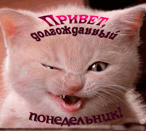 Открытка Открытки на понедельник - Открытка с котиком: злобный взгляд | Красивая открытка #66