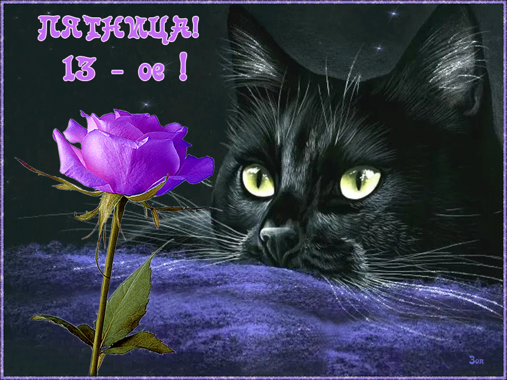 Открытка Открытки на пятницу 13 - Котенок и фиолетовая роза: открытка с котиком | Красивая открытка #175
