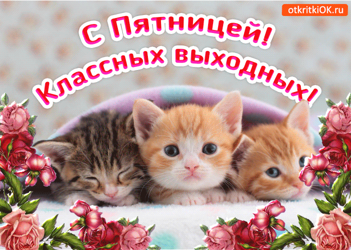 Открытка Пятница - Два котенка на подушке с цветами - открытка | Красивая открытка #31