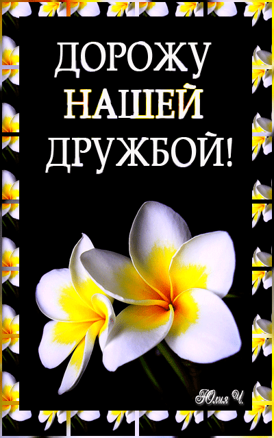 Открытка Открытки о дружбе - Белые цветы на фоне желтых лепестков | Красивая открытка #31