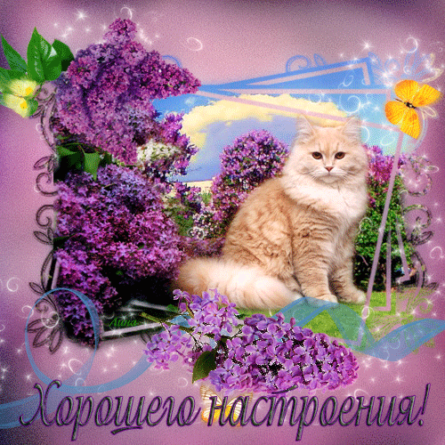 Открытка Открытки хорошего настроения - Открытка с котенком и сиренью — Милая поздравительная картинка | Красивая открытка #130