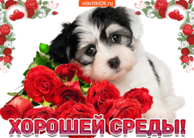 Открытка Со средой - Открытка с щенком и розами | Красивая открытка #20