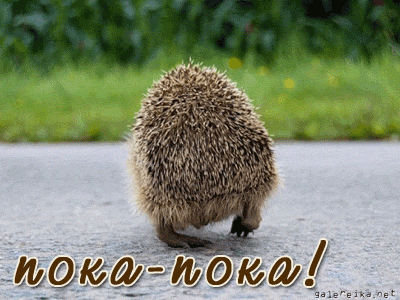 Открытка Открытки с прощаниями  - Еж на фоне травы. Открытка с ежом. | Красивая открытка #36