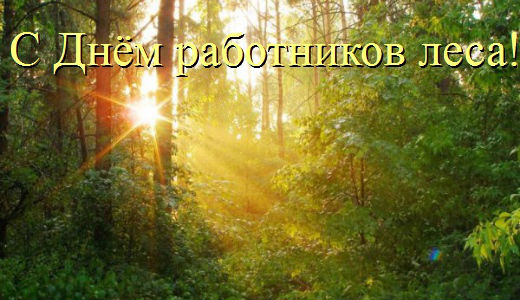 Открытка Открытки с днем работников леса - Дневной свет сквозь деревья: фотооткрытка  Природа | Красивая открытка #22