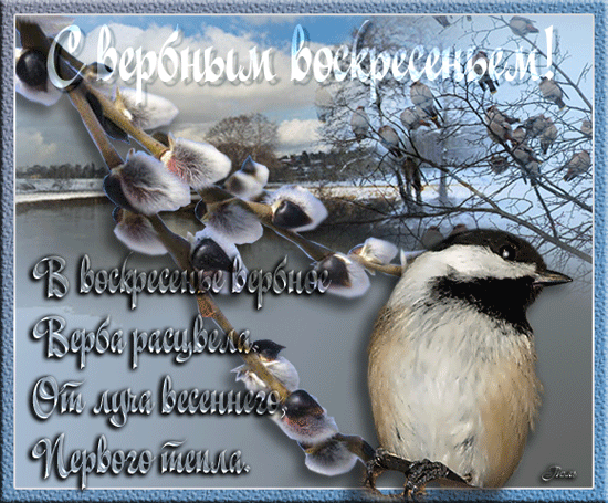 Открытка открытки с вербным воскресеньем  - Верба в снегу: открытка с синицей и инеем | Красивая открытка #109