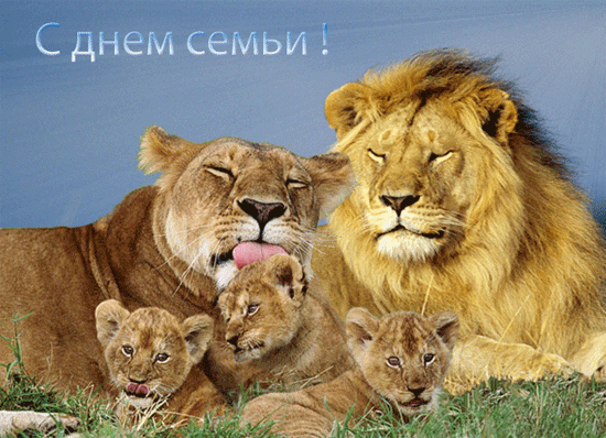 Открытка Международный день семьи - Львиная семья: фотооткрытка с родителями и львятами | Красивая открытка #6