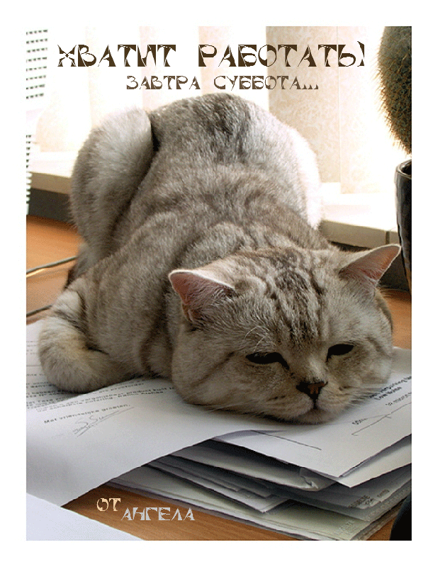 Открытка Открытки на субботу - Кот на документах: забавная открытка с котиком | Красивая открытка #61