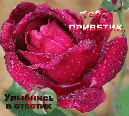Открытка Открытки улыбнись - Яркая роза: открытка с цветами | Красивая открытка #128