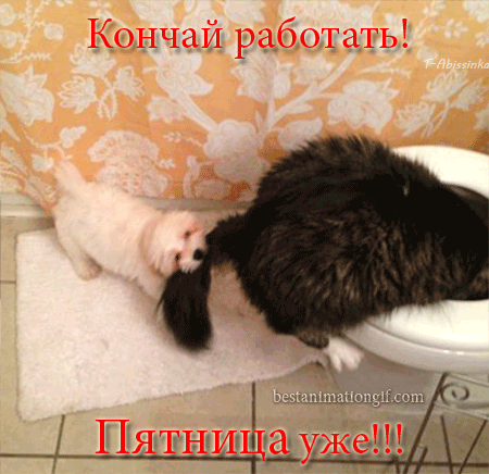 Открытка Открытки на пятницу - Котенок лежит в раковине | Красивая открытка #193