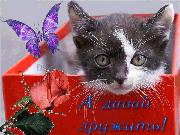 Открытка Давай дружить - Открытка с котенком и розой | Красивая открытка #23