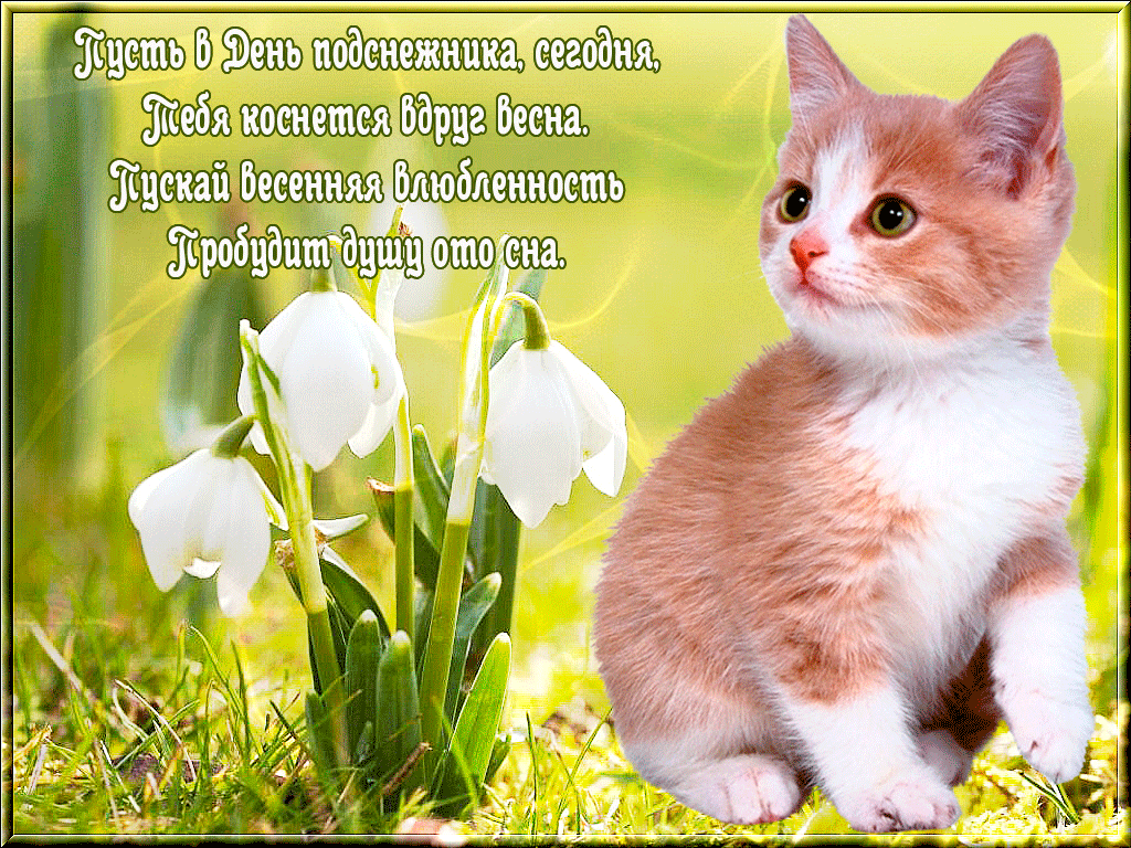 Открытка С днём подснежника - Поздравления с весной: милый котенок и подснежники | Красивая открытка #58