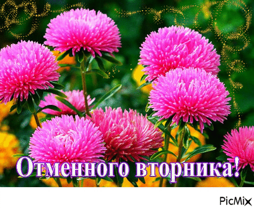 Открытка Открытки на вторник - Яркие розовые цветы: открытка с цветами | Красивая открытка #213