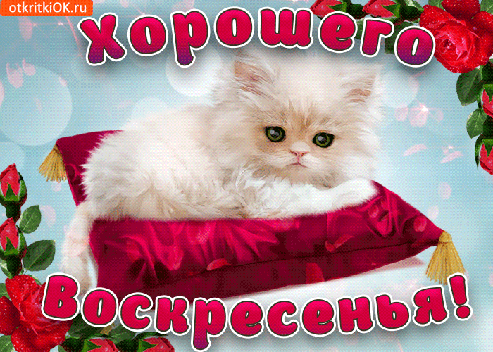 Открытка Выходные - Открытка с котенком в подушке - Праздничные открытки | Красивая открытка #28