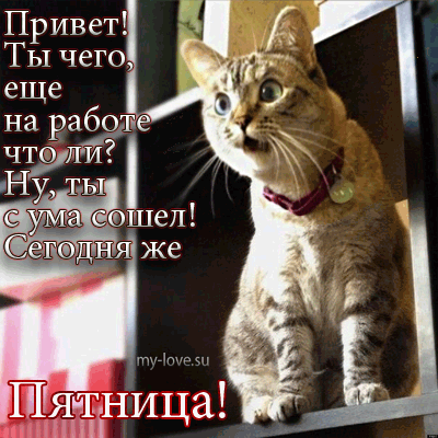 Открытка Открытки на пятницу - Открытка "С Днем Рождения!" с милым котиком | Красивая открытка #219