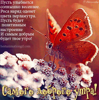 Открытка Открытки с бабочками - Красивый бабочка на цветах: открытка с добрым утром | Красивая открытка #74