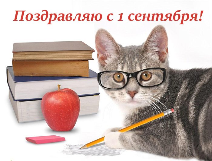 Открытка открытки с приколами на день знаний  - Кот с яблоком и карандашом: открытка 1 сентября | Красивая открытка #6