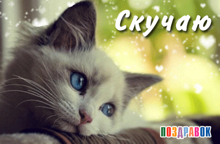 Открытка Открытки скучаю по тебе - Милый котенок: Открытка с котенком голубых глаз | Красивая открытка #2