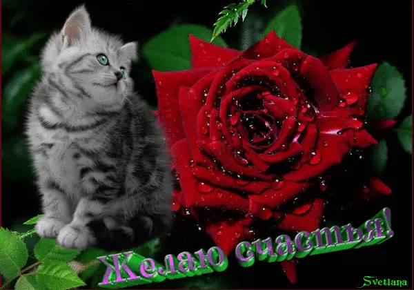 Открытка Открытки желаю счастья - Котенок и красная роза: открытка с цветами | Красивая открытка #38