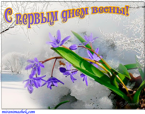 Открытка  С первым днем весны - Подснежники на снегу: открытка с весенним цветением | Красивая открытка #97