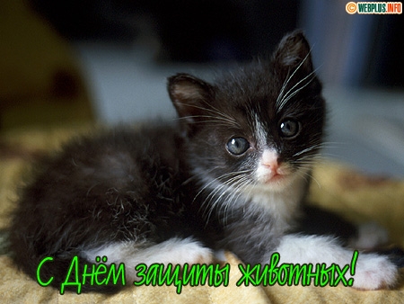 Открытка Открытки с днем защиты животных - Открытка с чёрным и белым котенком | Красивая открытка #13