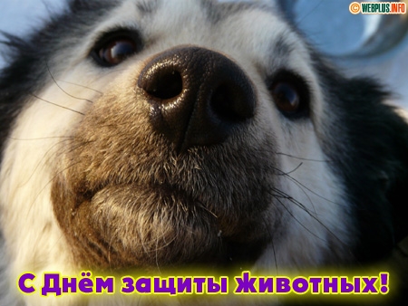 Открытка День защиты животных - С Днём защиты животных: милая собака крупным планом | Красивая открытка #20