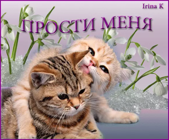 Открытка открытки с извинениями  - Два котенка на снегу и подснежники | Красивая открытка #149