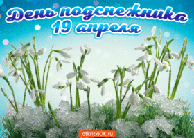 Открытка С днём подснежника - Снежинки и подснежники: открытки, фото, картинки | Красивая открытка #40