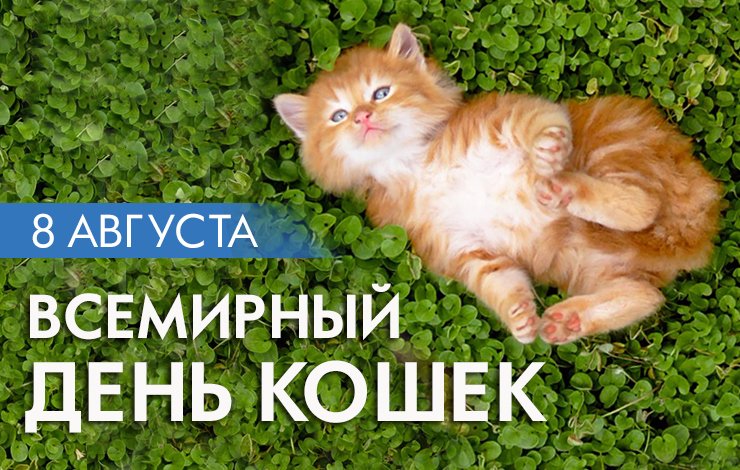 Открытка День Кошек - Открытка с рыжим котенком на траве  День кошек | Красивая открытка #5