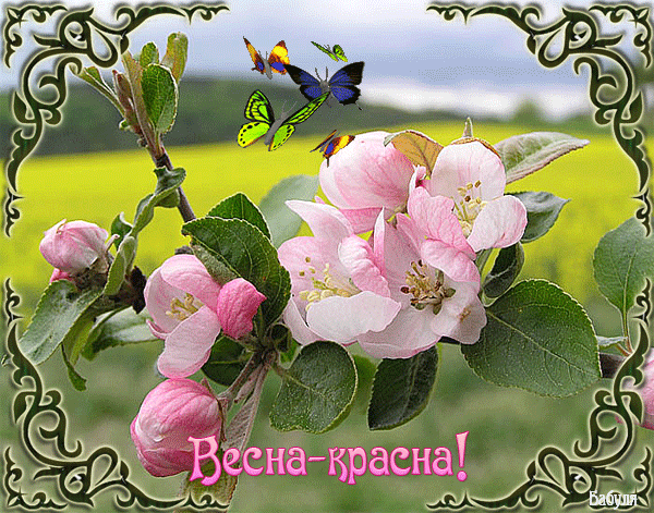 Открытка Открытки весенняя пора - Цветущая вишня: весенняя открытка с бабочками | Красивая открытка #221