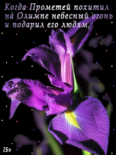 Открытка С ирисами - Фиолетовый цветок: открытка с цветами, GIF | Красивая открытка #3