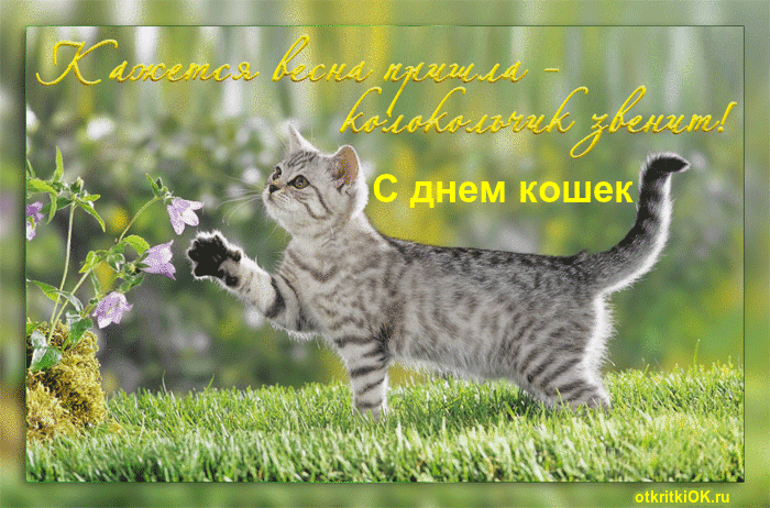 Открытка День Кошек - Открытка с котенком на лугу | Красивая открытка #22