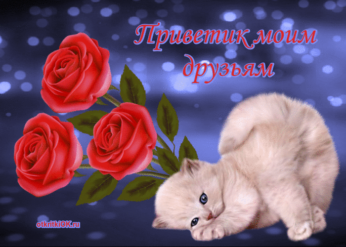 Открытка Открытки с приветствиями  - Котенок и розы: открытка с котенком и красными розами | Красивая открытка #48