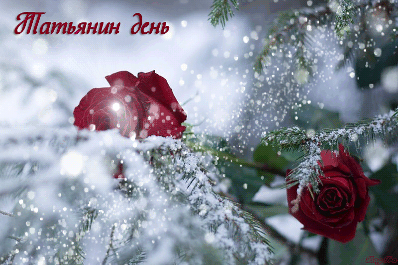 Открытка открытки на Татьянин день  - Красные розы в снегу: зимняя открытка с любовью | Красивая открытка #190