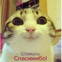 Открытка Открытки с именем Шамиль - Котенок с удивленным взглядом. Открытка "Спасибо!" | Красивая открытка #23