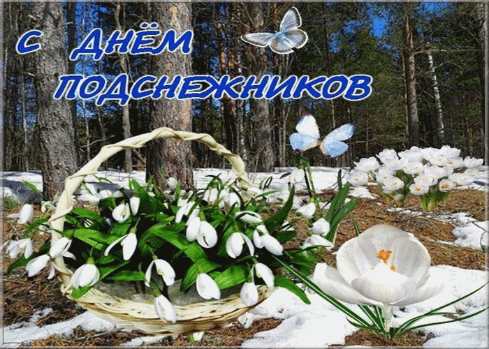 Открытка С днём подснежника - Подснежники в плетёной корзине на снегу | Красивая открытка #44