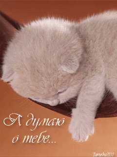 Открытка Думаю о тебе - Открытка с котенком: милый подарок на любой праздник | Красивая открытка #23