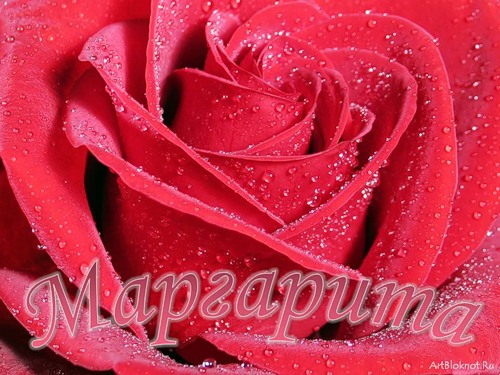 Открытка открытки с именем Маргарита  - Красная роза с каплями росы: открытка | Красивая открытка #11