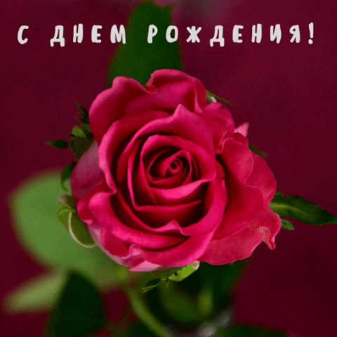 Открытка Открытки с днем рождения - Розовый цветок: открытка с днем рождения | Красивая открытка #112