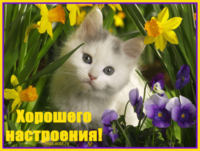 Открытка хорошего настроения - Котенок среди цветов: открытка с весенним настроением | Красивая открытка #166