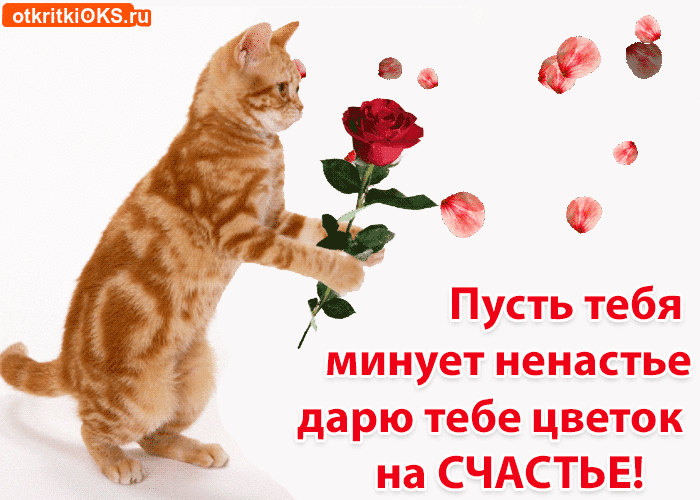 Открытка День счастья - Открытка с котенком и розой: Милая открытка с котенком | Красивая открытка #15