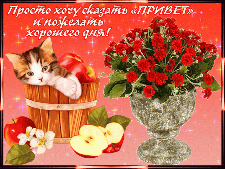 Открытка Хорошего дня - Кошка, яблоки и цветы: поздравительная открытка | Красивая открытка #189