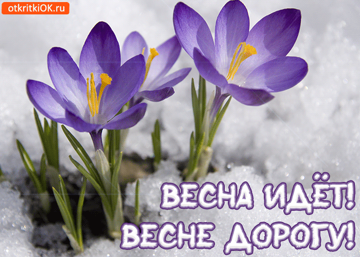 Открытка Открытки весенняя пора - Весенние подснежники на снегу: открытка с первыми цветами | Красивая открытка #203