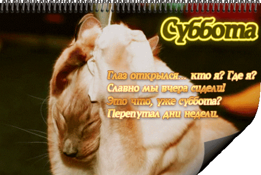 Открытка Открытки на субботу - Открытка С Днём Субботы: Котик и яркие надписи | Красивая открытка #146