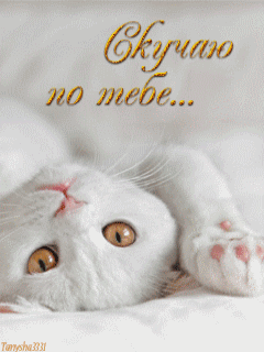 Открытка Скучаю - Белый кот на открытке: милый котенок, фото | Красивая открытка #73