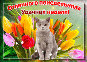Открытка Открытки на понедельник - Открытка с серым котенком и цветами | Красивая открытка #174