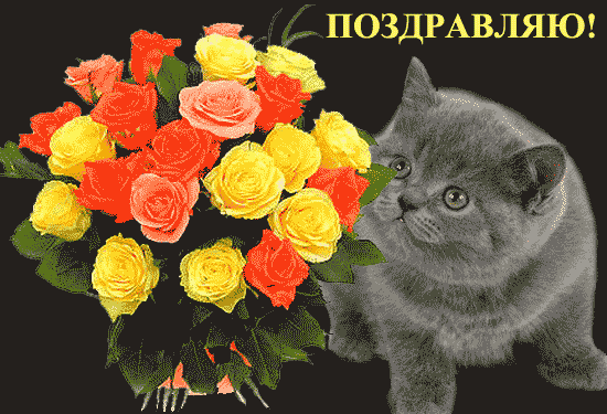 Открытка С кошками - Котенок с букетом желтых и красных роз | Красивая открытка #33